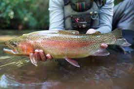 where to catch rain trout