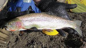 where to catch rainbow trout